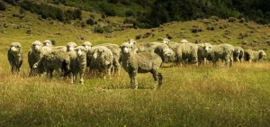 Co to jest mulesing? Definicja i znaczenie wełny mulesing-free