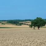 Golden wheat field with a lone tree under blue sky.