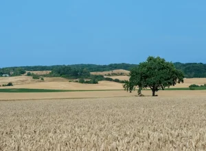 Susza meteorologiczna: wszystko, co musisz wiedzieć [2026]