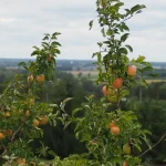 orange fruit on green tree during daytime