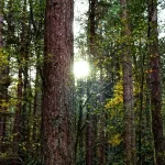 A lush protected forest area in Poland illustrating active and passive nature conservation methods.