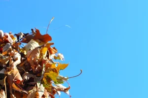 A pile of cut tree branches and garden waste prepared for ecological disposal or composting.