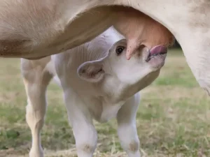 Co to jest mleko organiczne? Jasne i proste wyjaśnienie