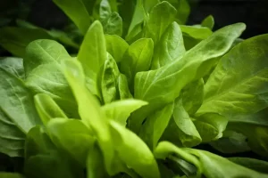 A lush organic vegetable garden with fresh greens and sustainable cultivation practices.