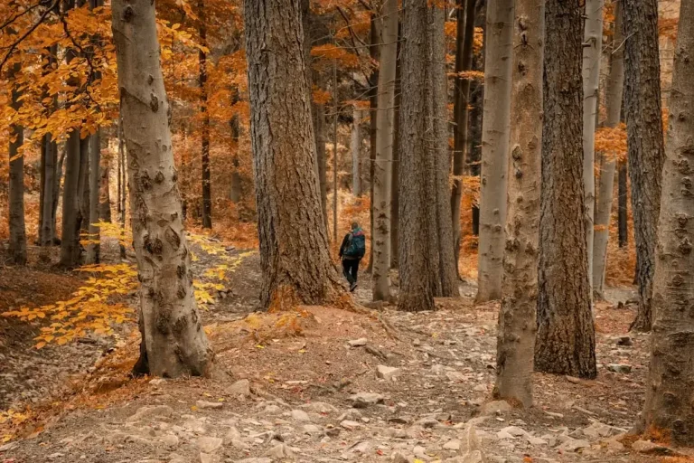 A vast and dense green deciduous forest representing the rich tree population in Poland.
