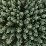 What is Forest Cover in Poland? A Clear and Simple Explanation