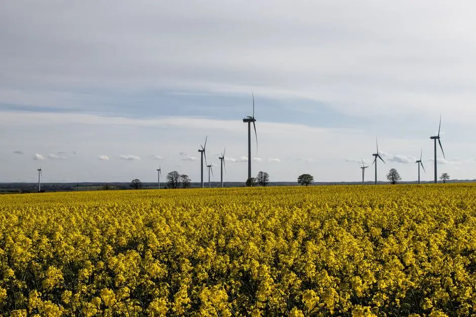 Malowniczy widok turbin wiatrowych na żółtym polu rzepaku pod jasnym niebem, symbolizującym czystą energię.