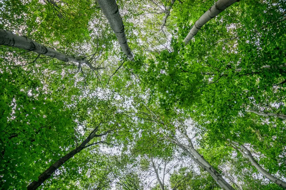 Widok na żywą zieloną koronę drzewa z dołu, prezentujący bujną urodę natury we Wrocławiu.