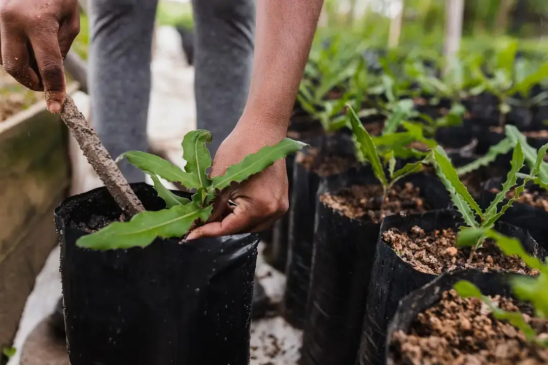 Close-up of hands carefully planting a young tree sapling into fertile soil for reforestation.